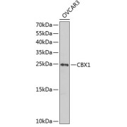 Western blot analysis of lysates from OVCAR-3 cells, using CBX1 Antibody at 1/1000 dilution. Secondary antibody: HRP-conjugated Goat anti-Rabbit IgG (H+L) at 1/10000 dilution. Lysates/proteins: 25 µg per lane. Blocking buffer: 3% nonfat dry milk in TBST. Exposure time: 30s.