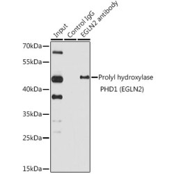 EGLN2 Antibody