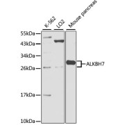 abx001893