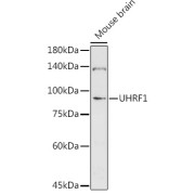 Western blot analysis of lysates from Mouse brain, using UHRF1 Antibody at 1/500 dilution. Secondary antibody: HRP-conjugated Goat anti-Rabbit IgG (H+L) at 1/10000 dilution. Lysates/proteins: 25 µg per lane. Blocking buffer: 3% nonfat dry milk in TBST. Exposure time: 90s.