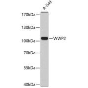 Western blot analysis of lysates from A-549 cells, using WWP2 Antibody.