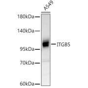 Western blot analysis of lysates from A549 cells, using ITGB5 Antibody at 1/2000 dilution. Secondary antibody: HRP-conjugated Goat anti-Rabbit IgG (H+L) at 1/10000 dilution. Lysates/proteins: 25 µg per lane. Blocking buffer: 3% nonfat dry milk in TBST. Exposure time: 90s.