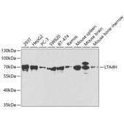 abx001946