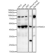 abx001948