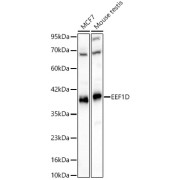 Western blot analysis of various lysates using EEF1D Antibody at 1/2000 dilution. Secondary antibody: HRP-conjugated Goat anti-Rabbit IgG (H+L) at 1/10000 dilution. Lysates / proteins: 25 µg per lane. Blocking buffer: 3 % nonfat dry milk in TBST. Detection: ECL Basic Kit (RM00020). Exposure time: 10s.