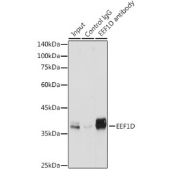 Eukaryotic Translation Elongation Factor 1 Delta (EEF1D) Antibody