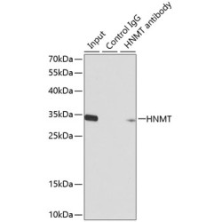 Histamine N-Methyltransferase (HNMT) Antibody