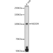 Western blot analysis of lysates from A-549 cells, using NEDD9 Antibody at 1/1000 dilution. Secondary antibody: HRP-conjugated Goat anti-Rabbit IgG (H+L) at 1/10000 dilution. Lysates/proteins: 25 µg per lane. Blocking buffer: 3% nonfat dry milk in TBST. Exposure time: 180s.