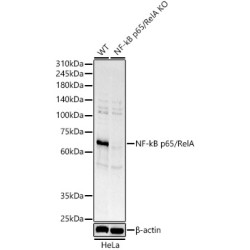 Transcription Factor p65 / NFKB3 (RELA) Antibody