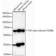 abx001998