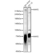 abx002009