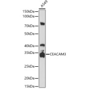Western blot analysis of lysates from A549 cells, using CEACAM3 at 1/1000 dilution. Secondary antibody: HRP-conjugated Goat anti-Rabbit IgG (H+L) at 1/10000 dilution. Lysates/proteins: 25 µg per lane. Blocking buffer: 3% nonfat dry milk in TBST. Exposure time: 90s.