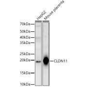 abx002027