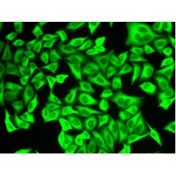 Aldehyde Dehydrogenase 4 Family, Member A1 (ALDH4A1) Antibody
