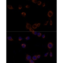 Caspase 9 (CASP9) Antibody