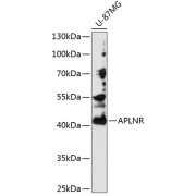 Western blot analysis of lysates from U-87MG cells, using APLNR Antibody at 1/1000 dilution. Secondary antibody: HRP-conjugated Goat anti-Rabbit IgG (H+L) at 1/10000 dilution. Lysates/proteins: 25 µg per lane. Blocking buffer: 3% nonfat dry milk in TBST. Exposure time: 90s.