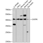 abx002062