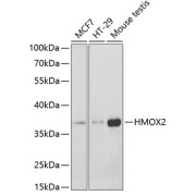 Western blot analysis of various lysates using HMOX2 Antibody at 1/3000 dilution. Secondary antibody: HRP-conjugated Goat anti-Rabbit IgG (H+L) at 1/10000 dilution. Lysates/proteins: 25 µg per lane. Blocking buffer: 3% nonfat dry milk in TBST. Exposure time: 10s.
