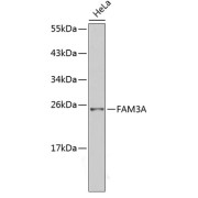 Western blot analysis of lysates from HeLa cells, using FAM3A Antibody. Secondary antibody: HRP-conjugated Goat anti-Rabbit IgG (H+L) at 1/10000 dilution. Lysates/proteins: 25 µg per lane. Blocking buffer: 3% nonfat dry milk in TBST.