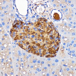 Islet Amyloid Polypeptide (IAPP) Antibody