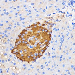 Islet Amyloid Polypeptide (IAPP) Antibody