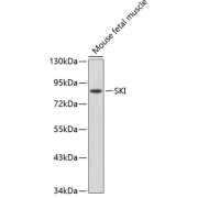 Western blot analysis of lysates from mouse fetal muscle, using SKI Antibody. Secondary antibody: HRP-conjugated Goat anti-Rabbit IgG (H+L) at 1/10000 dilution. Lysates/proteins: 25 µg per lane. Blocking buffer: 3% nonfat dry milk in TBST.