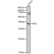 Western blot analysis of lysates from HepG2 cells, using EDA Antibody at 1/500 dilution. Secondary antibody: HRP-conjugated Goat anti-Rabbit IgG (H+L) at 1/10000 dilution. Lysates/proteins: 25 µg per lane. Blocking buffer: 3% nonfat dry milk in TBST. Exposure time: 180s.
