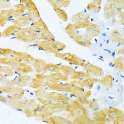 Ectodysplasin-A (EDA) Antibody
