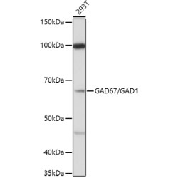 Glutamate Decarboxylase 1 (GAD1) Antibody