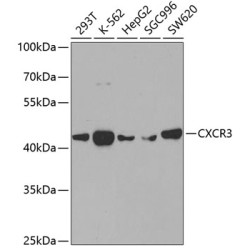 Chemokine C-X-C-Motif Receptor 3 (CXCR3) Antibody