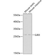 Western blot analysis of various lysates using GJB3 Antibody at 1/500 dilution. Secondary antibody: HRP-conjugated Goat anti-Rabbit IgG (H+L) at 1/10000 dilution. Lysates/proteins: 25 µg per lane. Blocking buffer: 3% nonfat dry milk in TBST.