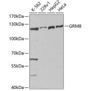 Western blot analysis of various lysates using GRM8 Antibody at 1/1000 dilution. Secondary antibody: HRP-conjugated Goat anti-Rabbit IgG (H+L) at 1/10000 dilution. Lysates/proteins: 25 µg per lane. Blocking buffer: 3% nonfat dry milk in TBST.