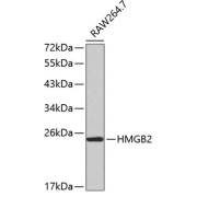 Western blot analysis of lysates from RAW264.7 cells, using HMGB2 Antibody. Secondary antibody: HRP-conjugated Goat anti-Rabbit IgG (H+L) at 1/10000 dilution. Lysates/proteins: 25 µg per lane. Blocking buffer: 3% nonfat dry milk in TBST.