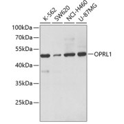 Western blot analysis of various lysates using OPRL1 Antibody at 1/500 dilution. Secondary antibody: HRP-conjugated Goat anti-Rabbit IgG (H+L) at 1/10000 dilution. Lysates/proteins: 25 µg per lane. Blocking buffer: 3% nonfat dry milk in TBST.