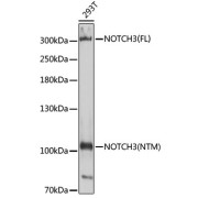 abx002237