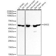Western blot analysis of various lysates, using ENO2 Antibody at 1/400 dilution. Secondary antibody: HRP-conjugated Goat anti-Rabbit IgG (H+L) at 1/10000 dilution. Lysates/proteins: 25 µg per lane. Blocking buffer: 3% nonfat dry milk in TBST. Exposure time: 30s.
