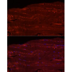 F-Box Protein 32 (FBXO32) Antibody