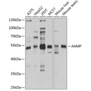 abx002332