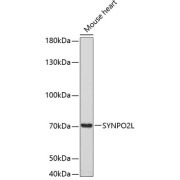 abx002526