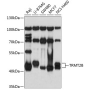 abx002527