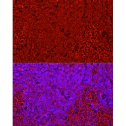 Stimulator of Interferon Genes Protein / TMEM173 (STING1) Antibody