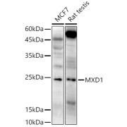 Western blot analysis of various lysates using MXD1 Antibody at 1/800 dilution. Secondary antibody: HRP-conjugated Goat anti-Rabbit IgG (H+L) at 1/10000 dilution. Lysates/proteins: 25 µg per lane. Blocking buffer: 3% nonfat dry milk in TBST. Exposure time: 90s.
