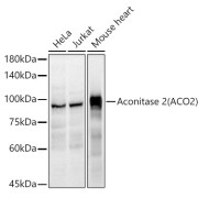 Western blot analysis of various lysates using Aconitase 2 (ACO2) Antibody at 1/2000 dilution. Secondary antibody: HRP-conjugated Goat anti-Rabbit IgG (H+L) at 1/10000 dilution. Lysates/proteins: 25 µg per lane. Blocking buffer: 3% nonfat dry milk in TBST. Exposure time: 3s.