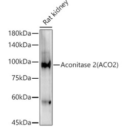 Aconitate Hydratase, Mitochondrial (ACO2) Antibody