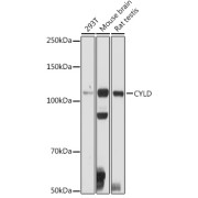 Western blot analysis of various lysates using CYLD Antibody at 1/500 dilution. Secondary antibody: HRP-conjugated Goat anti-Rabbit IgG (H+L) at 1/10000 dilution. Lysates/proteins: 25 µg per lane. Blocking buffer: 3% nonfat dry milk in TBST. Exposure time: 90s.
