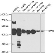 Western blot analysis of various lysates using FDXR Antibody at 1/1000 dilution. Secondary antibody: HRP-conjugated Goat anti-Rabbit IgG (H+L) at 1/10000 dilution. Lysates/proteins: 25 µg per lane. Blocking buffer: 3% nonfat dry milk in TBST. Exposure time: 30s.