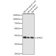 abx002838