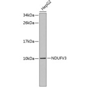 Western blot analysis of lysates from HepG2 cells, using NDUFV3 Antibody. Secondary antibody: HRP-conjugated Goat anti-Rabbit IgG (H+L) at 1/10000 dilution. Lysates/proteins: 25 µg per lane. Blocking buffer: 3% nonfat dry milk in TBST.