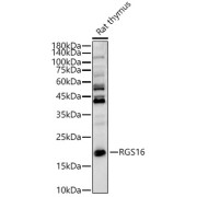 Western blot analysis of lysates from Rat thymus, using RGS16 Antibody at 1/1000 dilution. Secondary antibody: HRP-conjugated Goat anti-Rabbit IgG (H+L) at 1/10000 dilution. Lysates/proteins: 25 µg per lane. Blocking buffer: 3% nonfat dry milk in TBST. Exposure time: 30s.