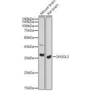 Western blot analysis of various lysates, using SH3GL3 Antibody at 1/1000 dilution. Secondary antibody: HRP-conjugated Goat anti-Rabbit IgG (H+L) at 1/10000 dilution. Lysates/proteins: 25 µg per lane. Blocking buffer: 3% nonfat dry milk in TBST. Exposure time: 90s.